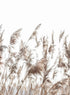 BEIGE GRASS FIELD
