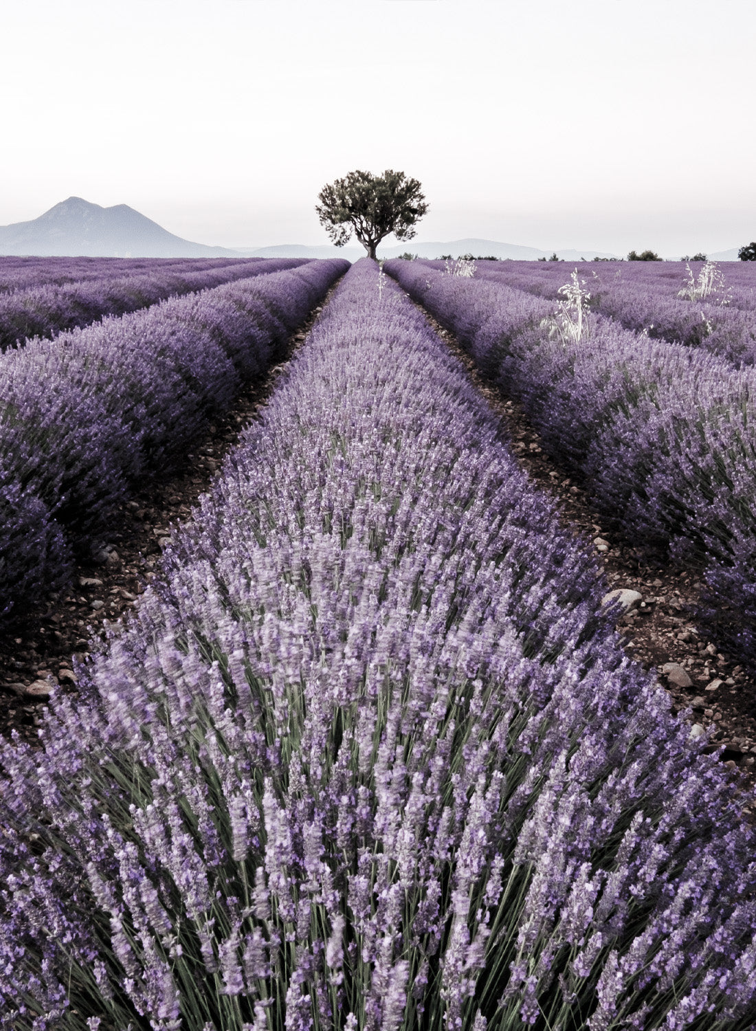 LAVENDER FIELD