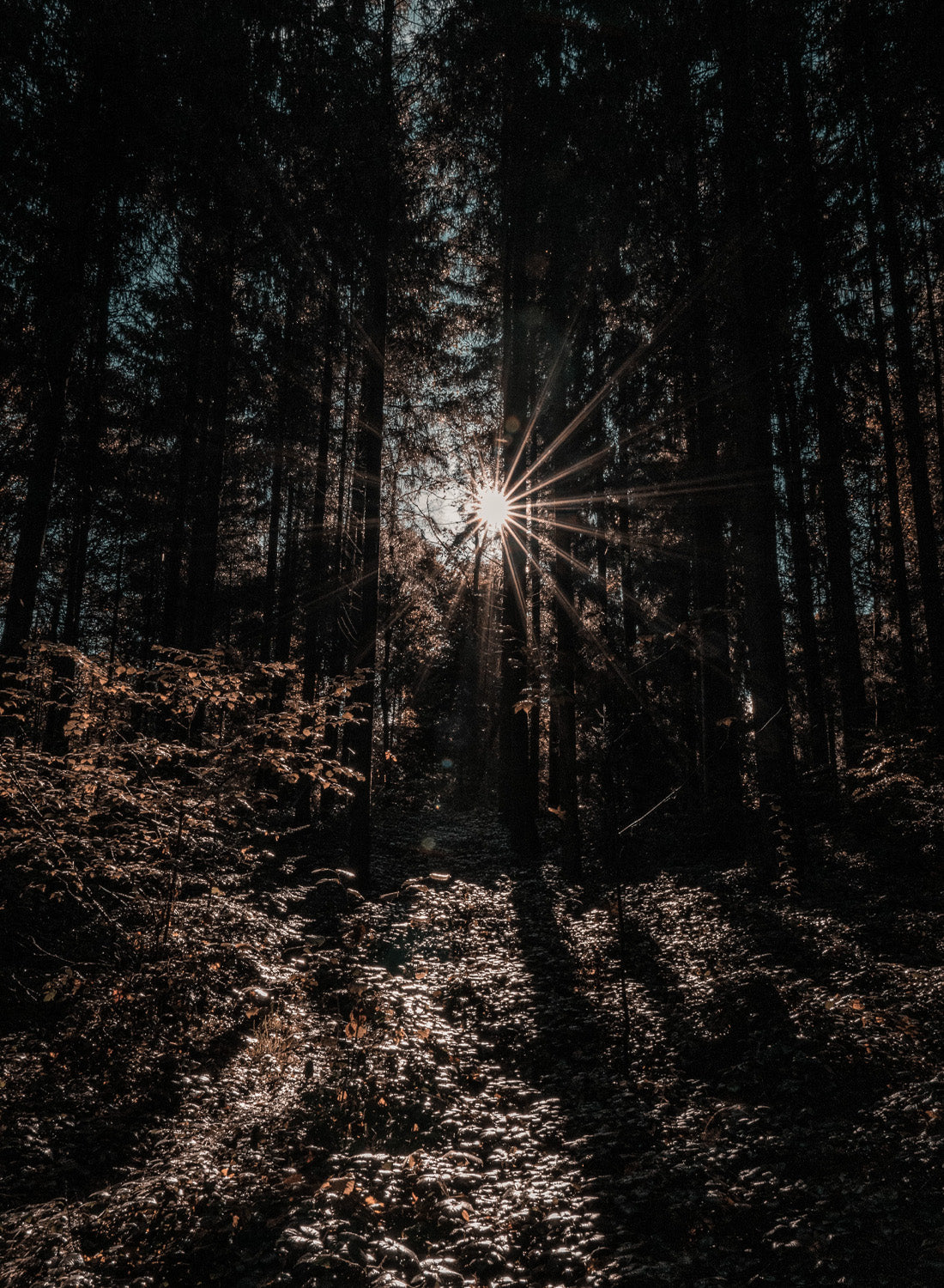 FOREST LIGHT