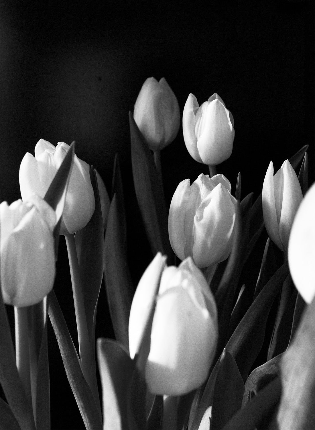 MONOCHROME TULIPS