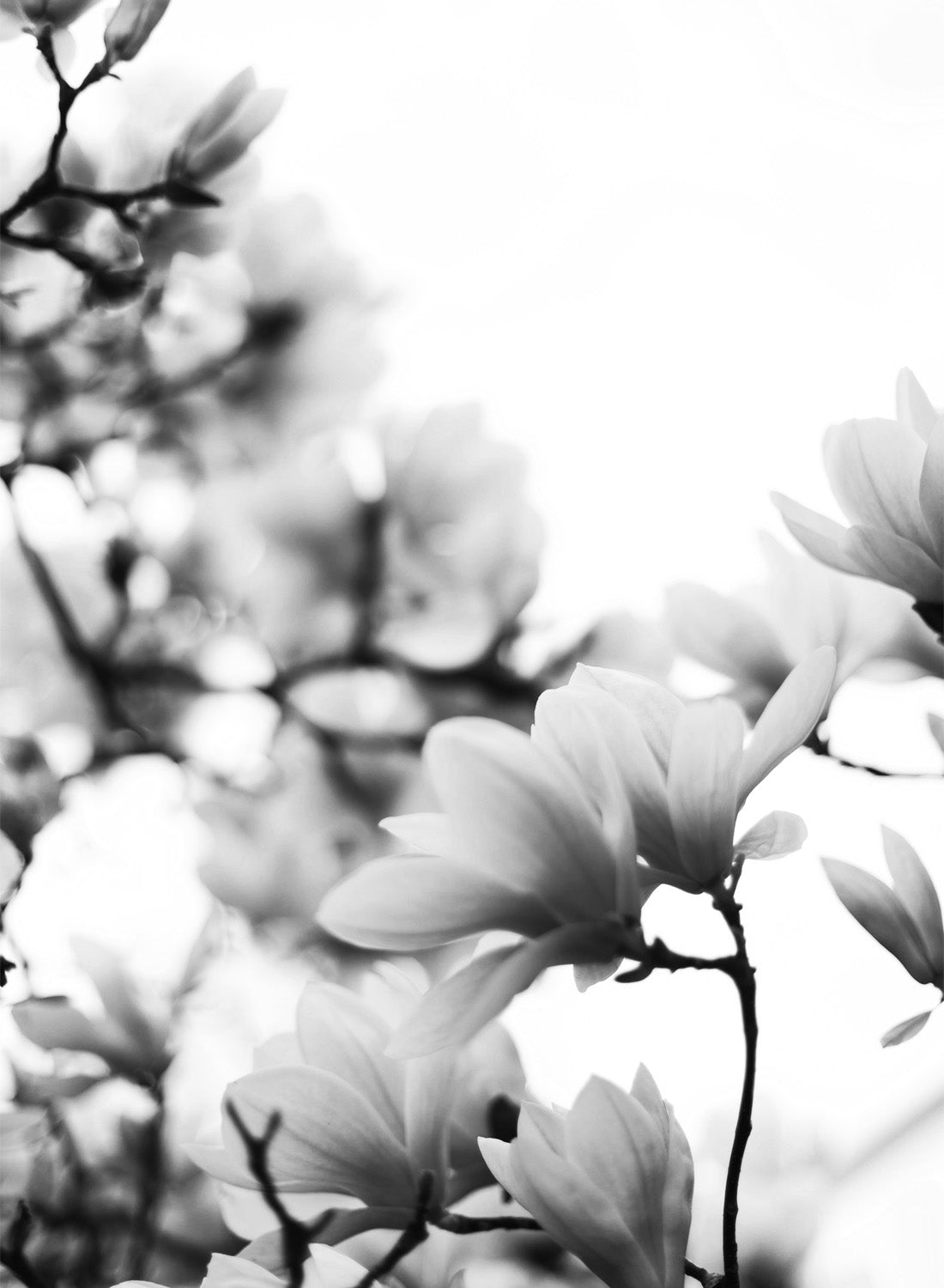 MAGNOLIAS IN BLOOM