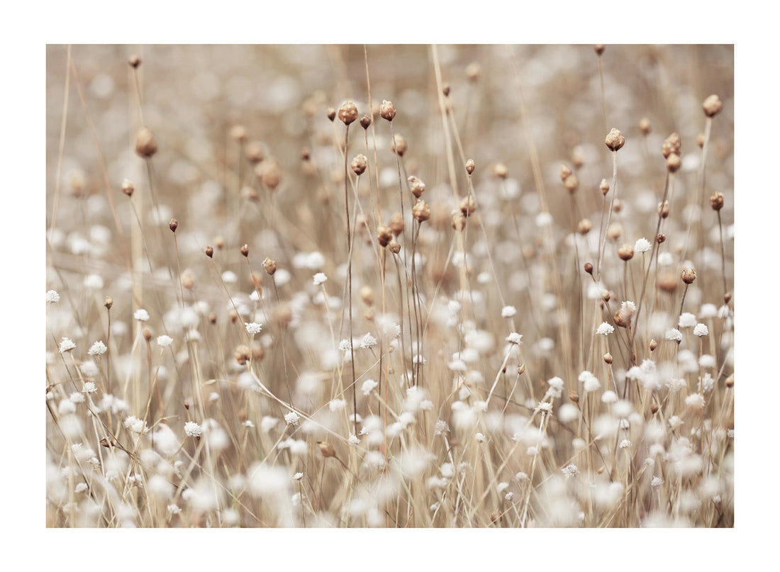 DRIED FIELD