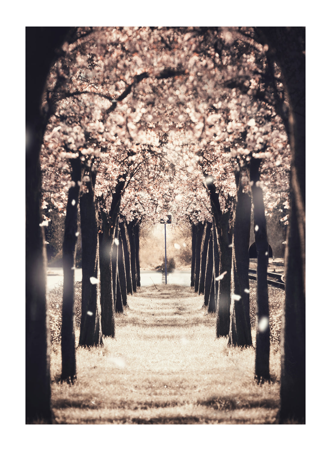 GOLD TREE