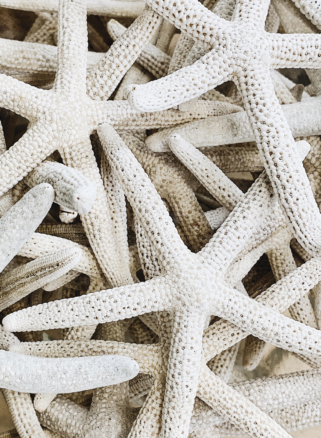 GATHERING OF STARFISH