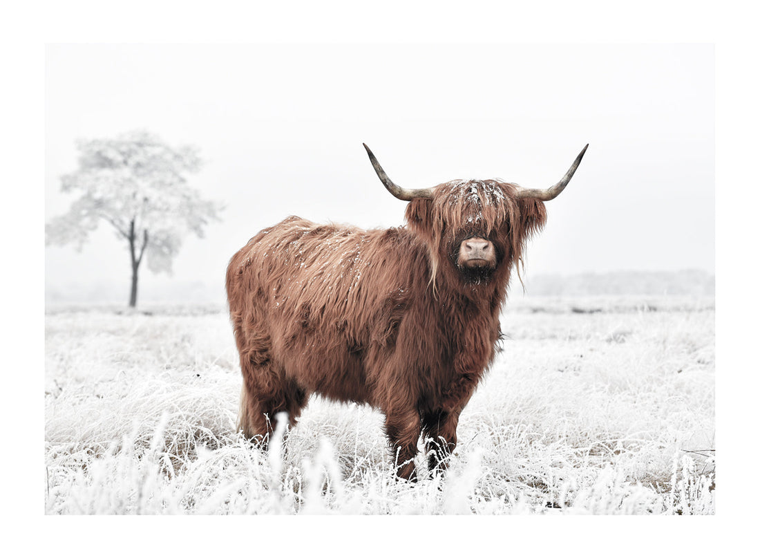 CATTLE COW WINTER FIELD