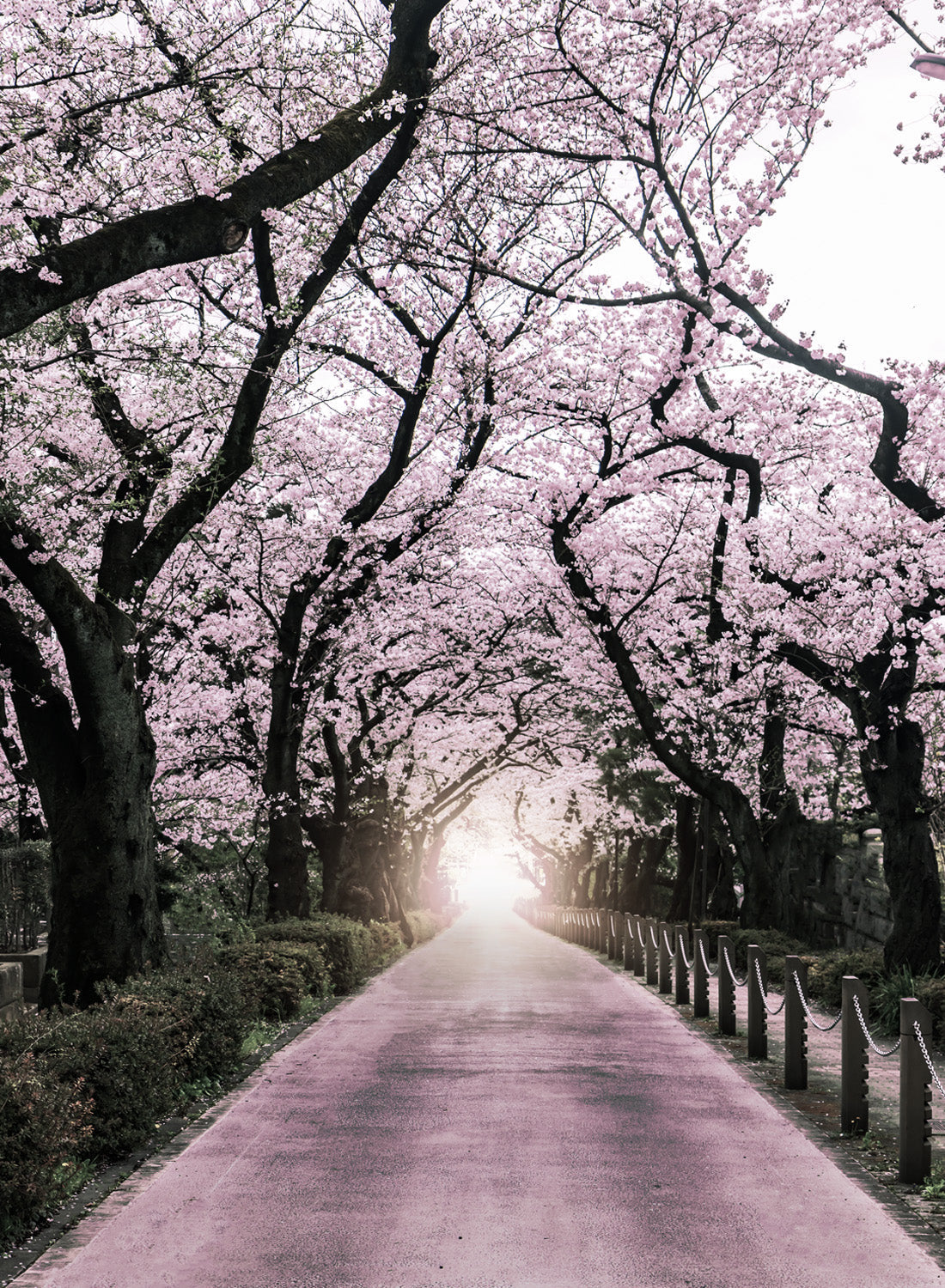 CHERRY BLOSSOM AVENUE