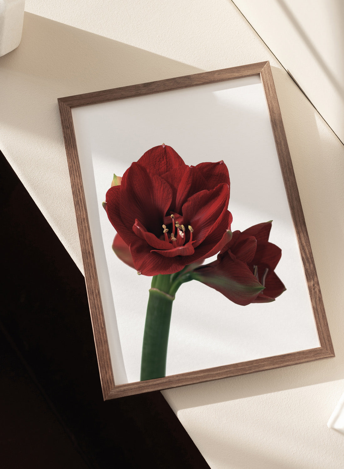 AMARYLLIS PUNAINEN