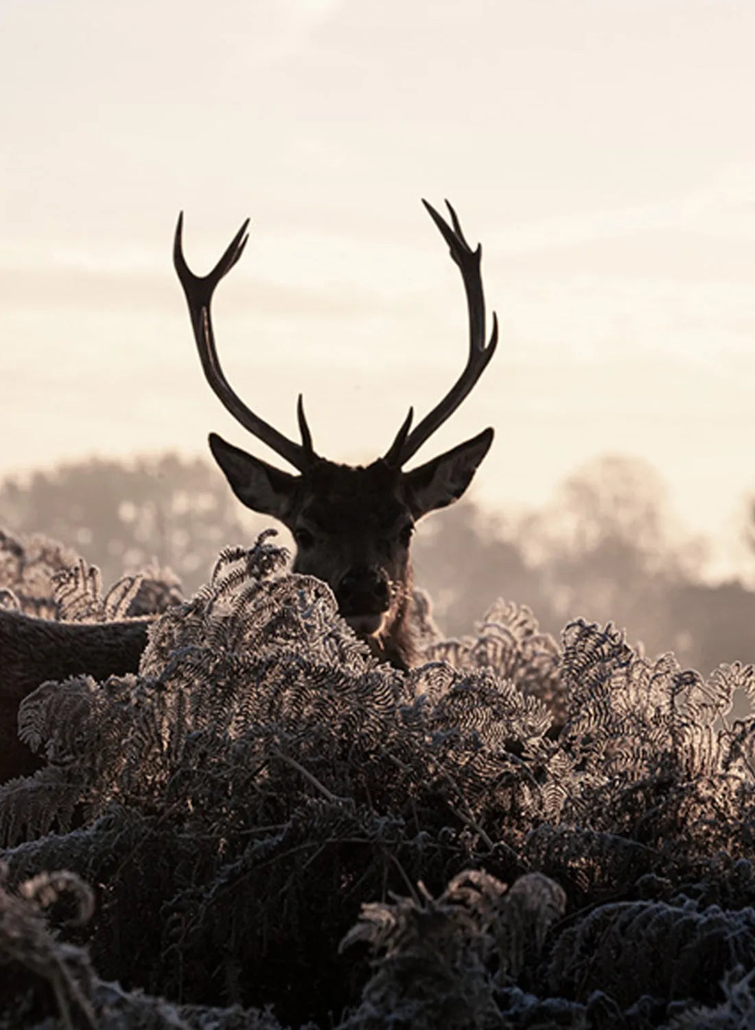 DEER AND SUNSET