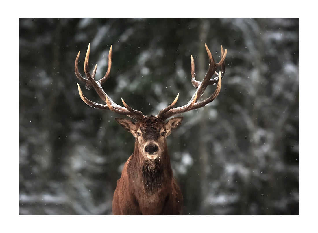 DEER IN FOREST