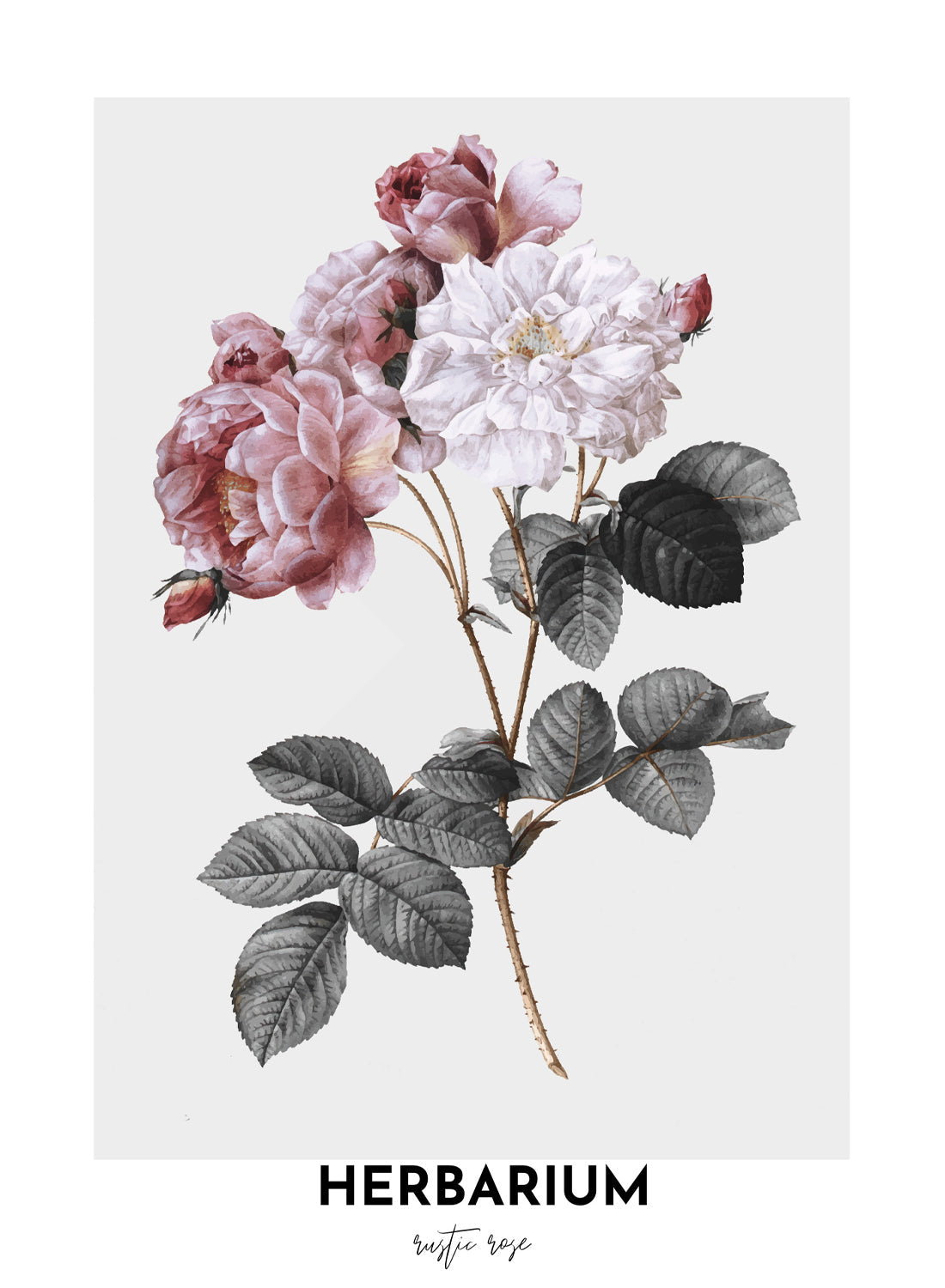 HERBARIUM RUSTIC ROSES