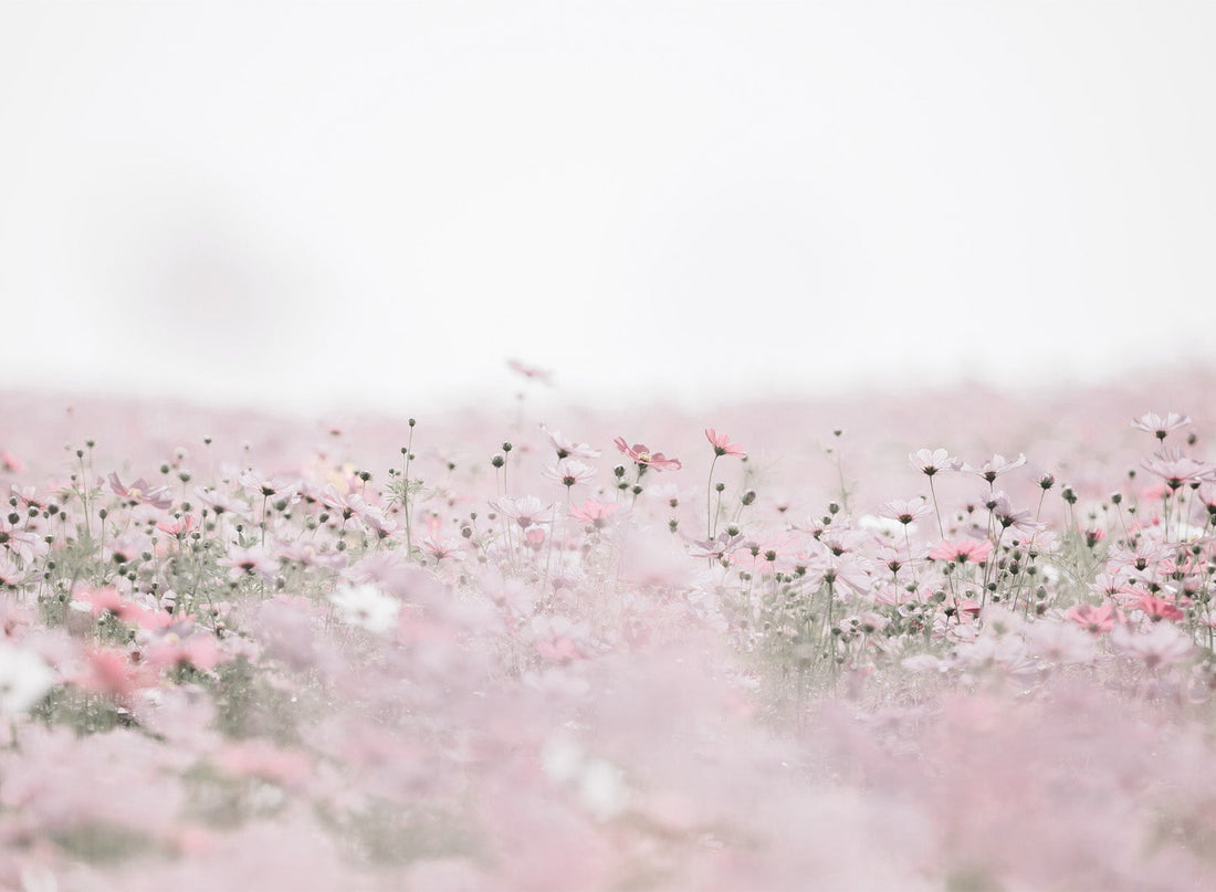 DREAMY FIELD