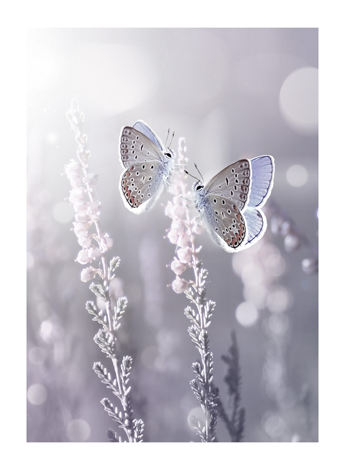BUTTERFLY LOVE