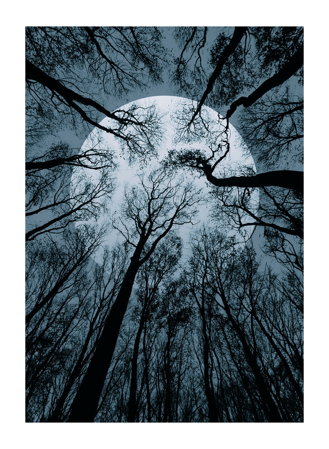 FOREST AND MOON