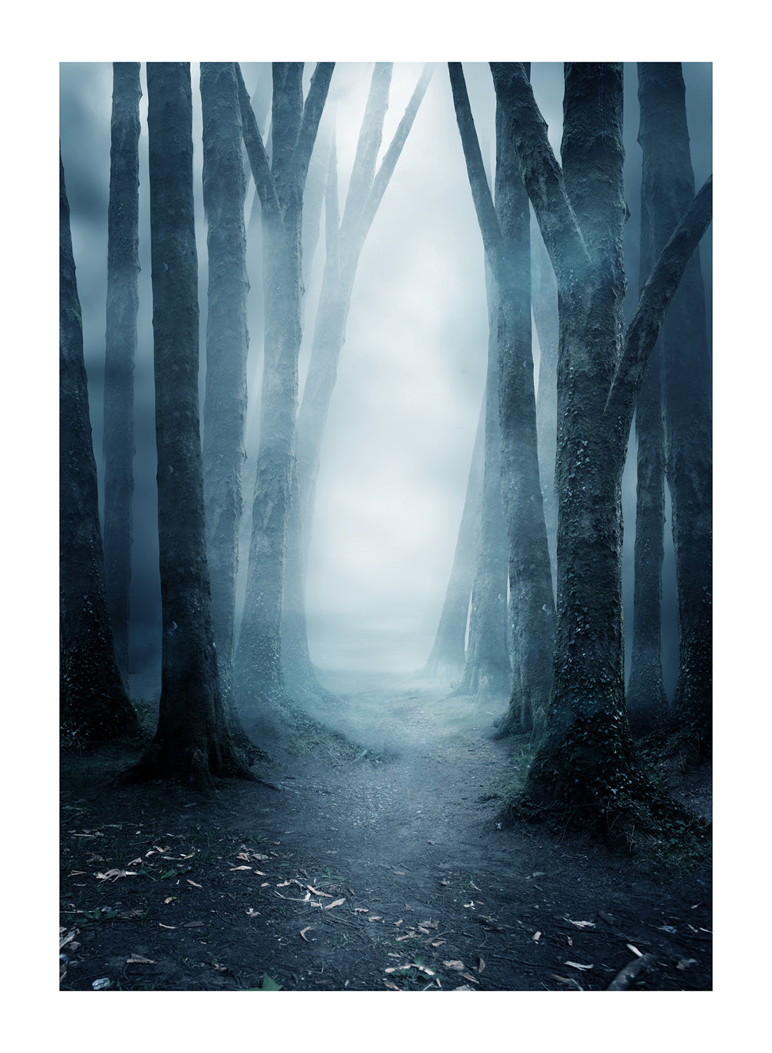 MYSTERIOUS FOREST