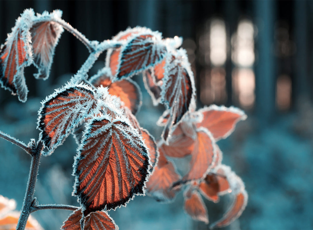 FROST AUTUMN