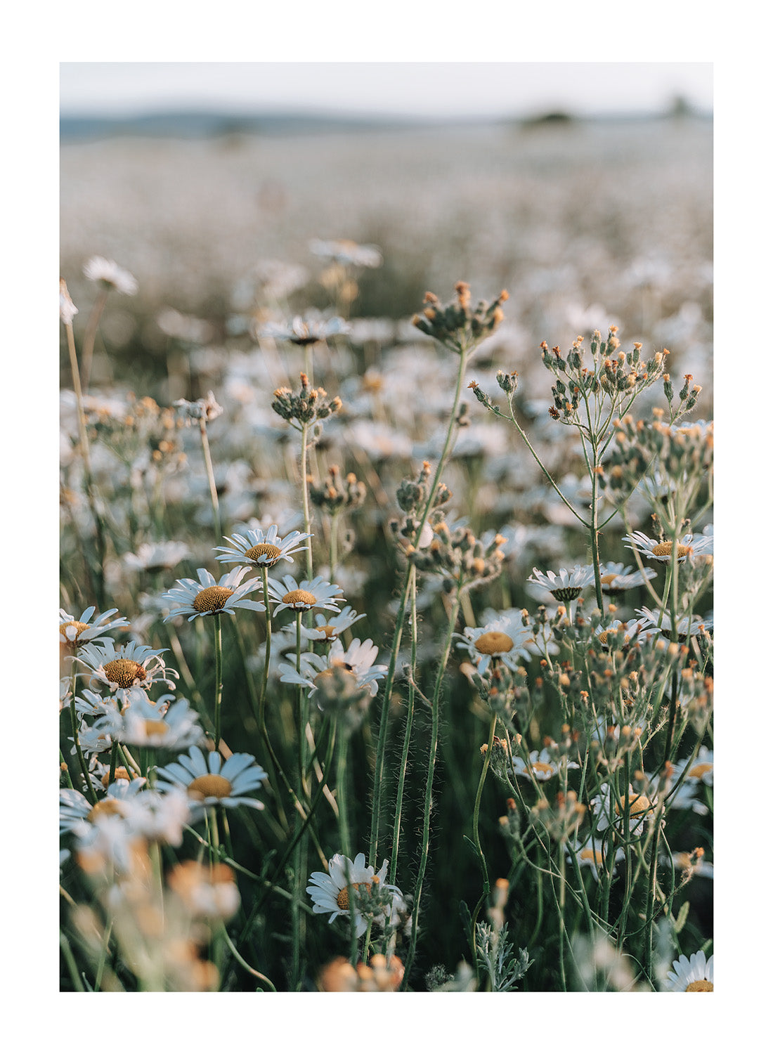 DAISY FIELD