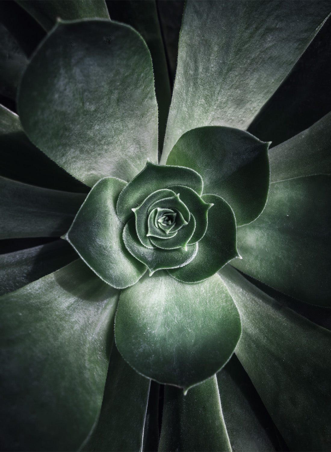 GREEN SUCCULENT