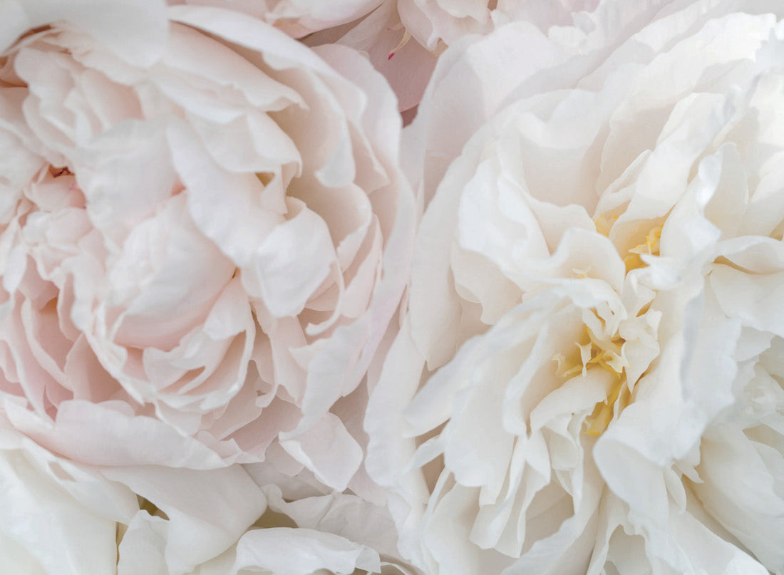 BLOOMING BEAUTY
