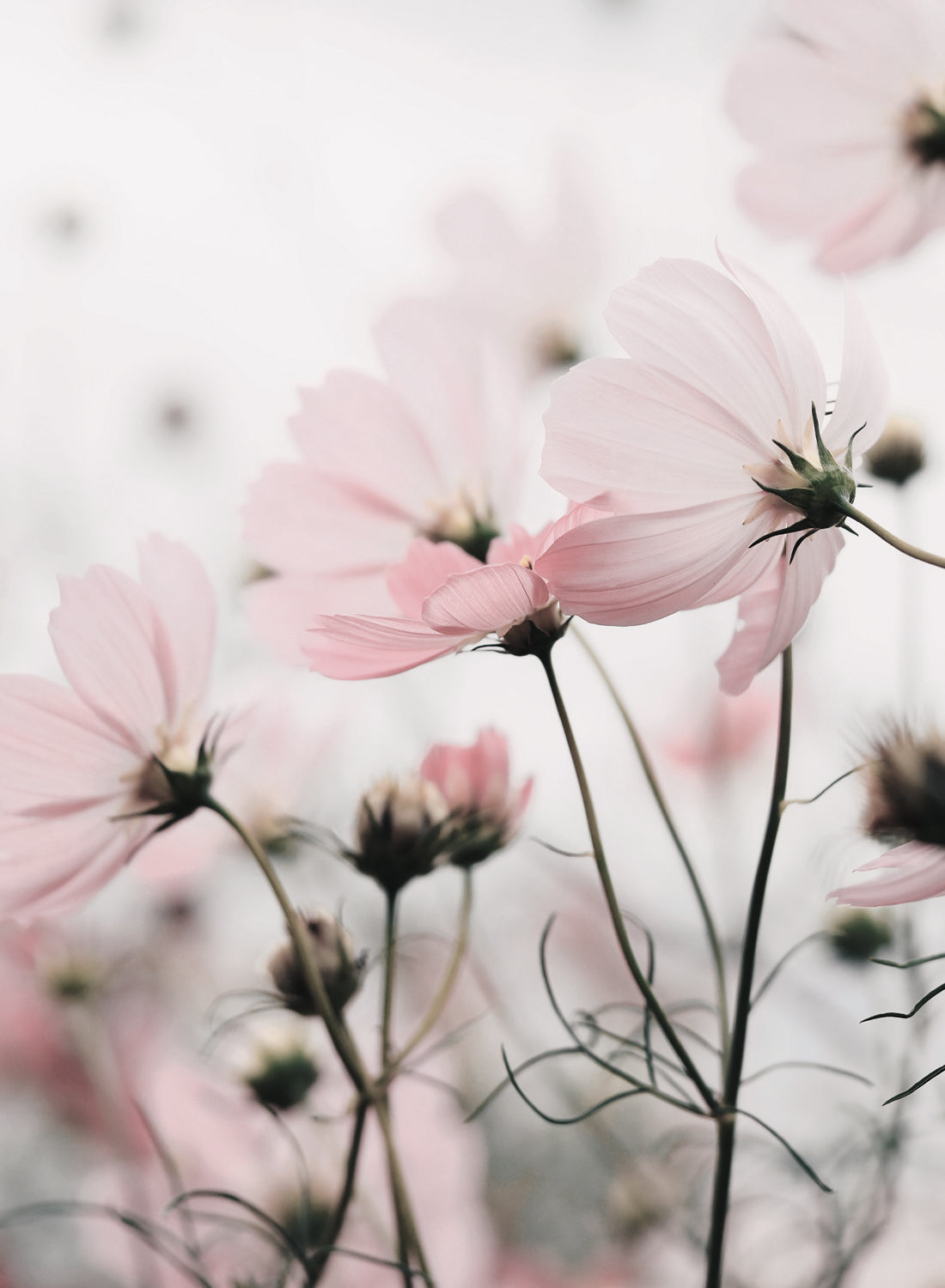 COSMOS FLOWERS