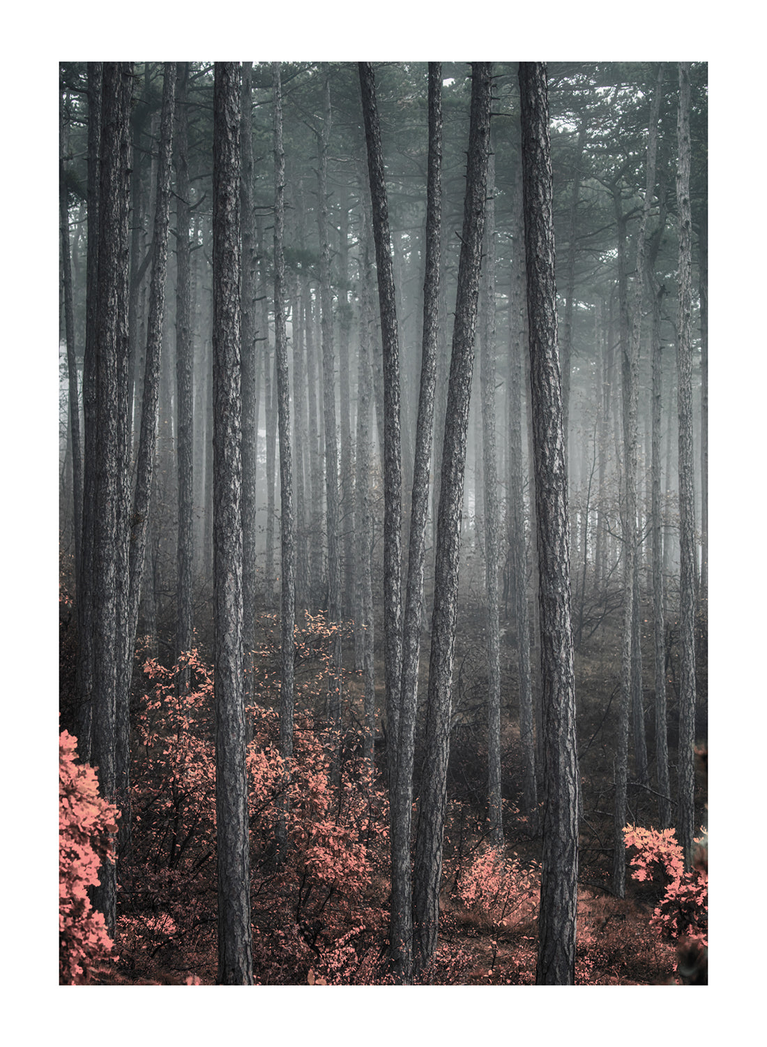 FALL FOREST BOTANIC
