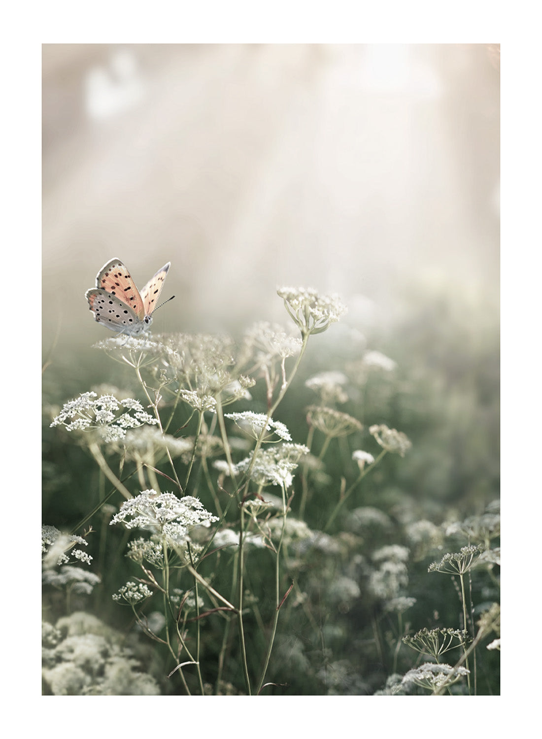 BUTTERFLY IN NATURE