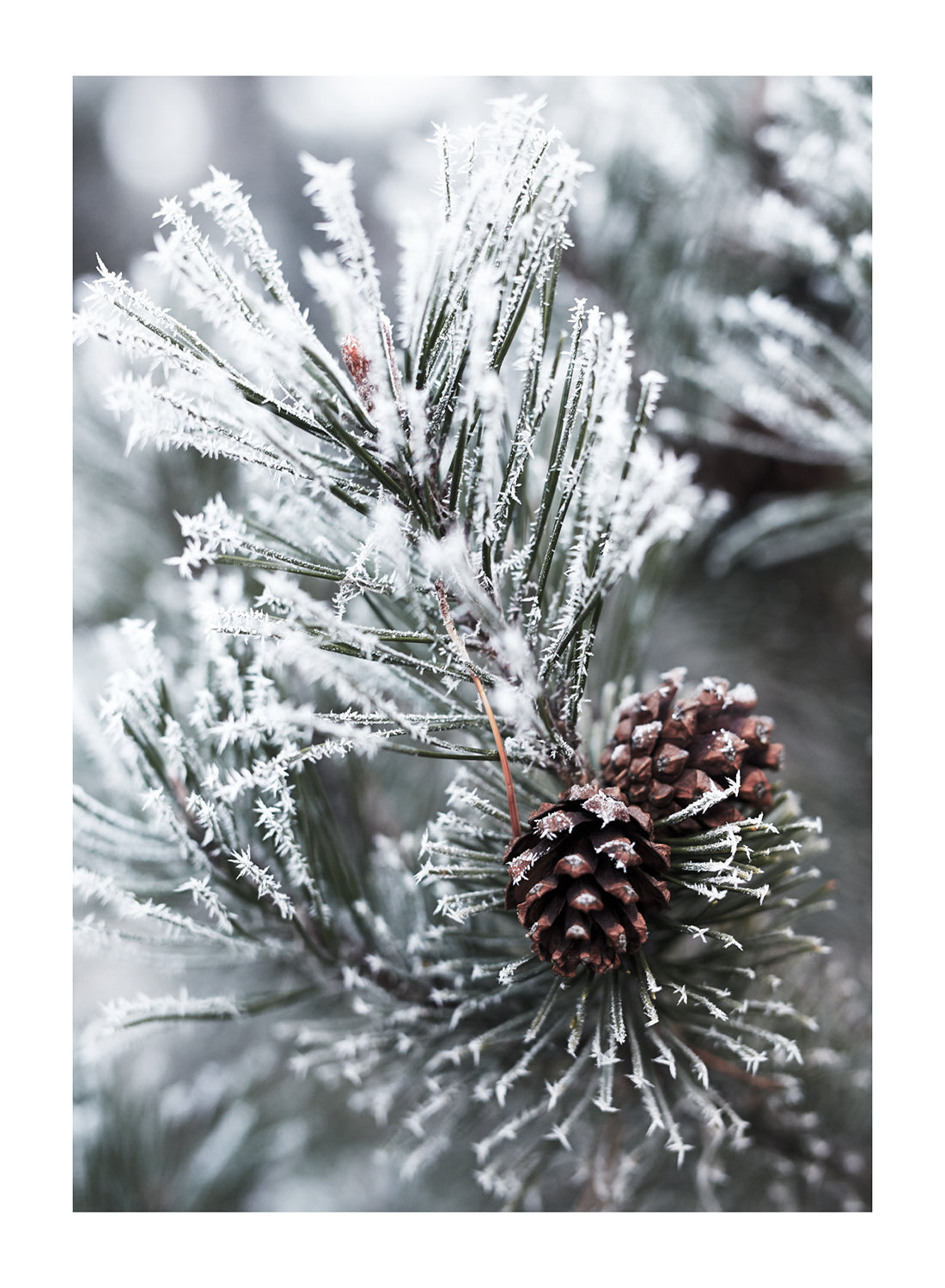 CONES AND CHRISTMAS TREE