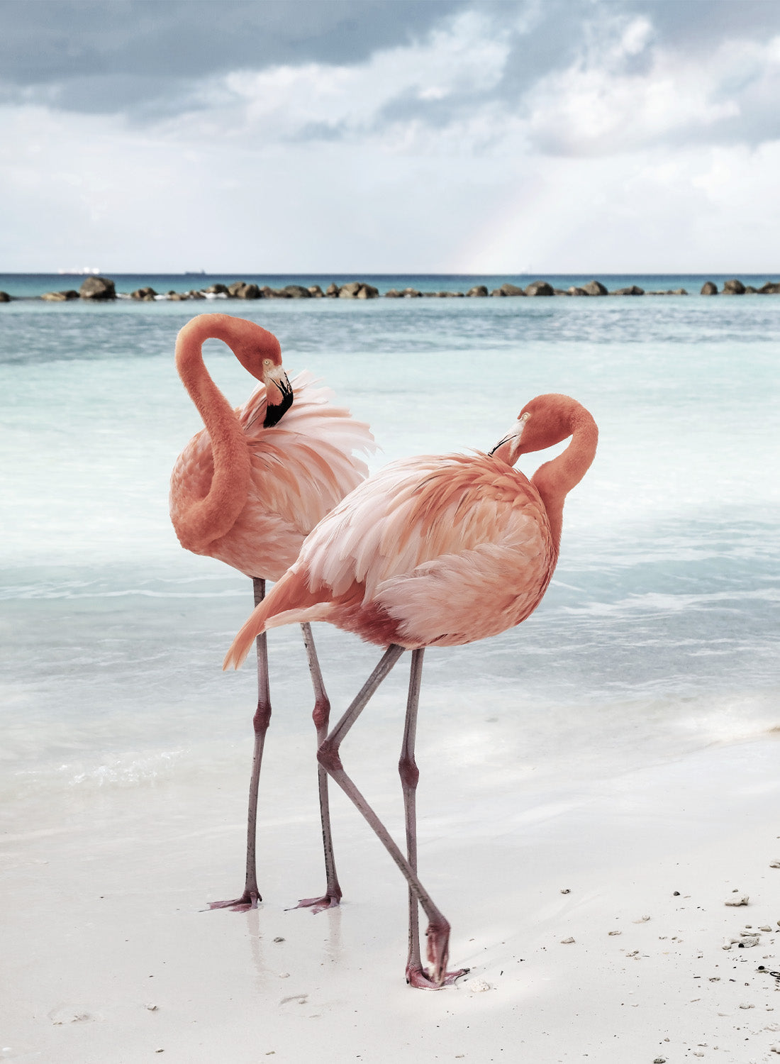 FLAMINGOS LOVE
