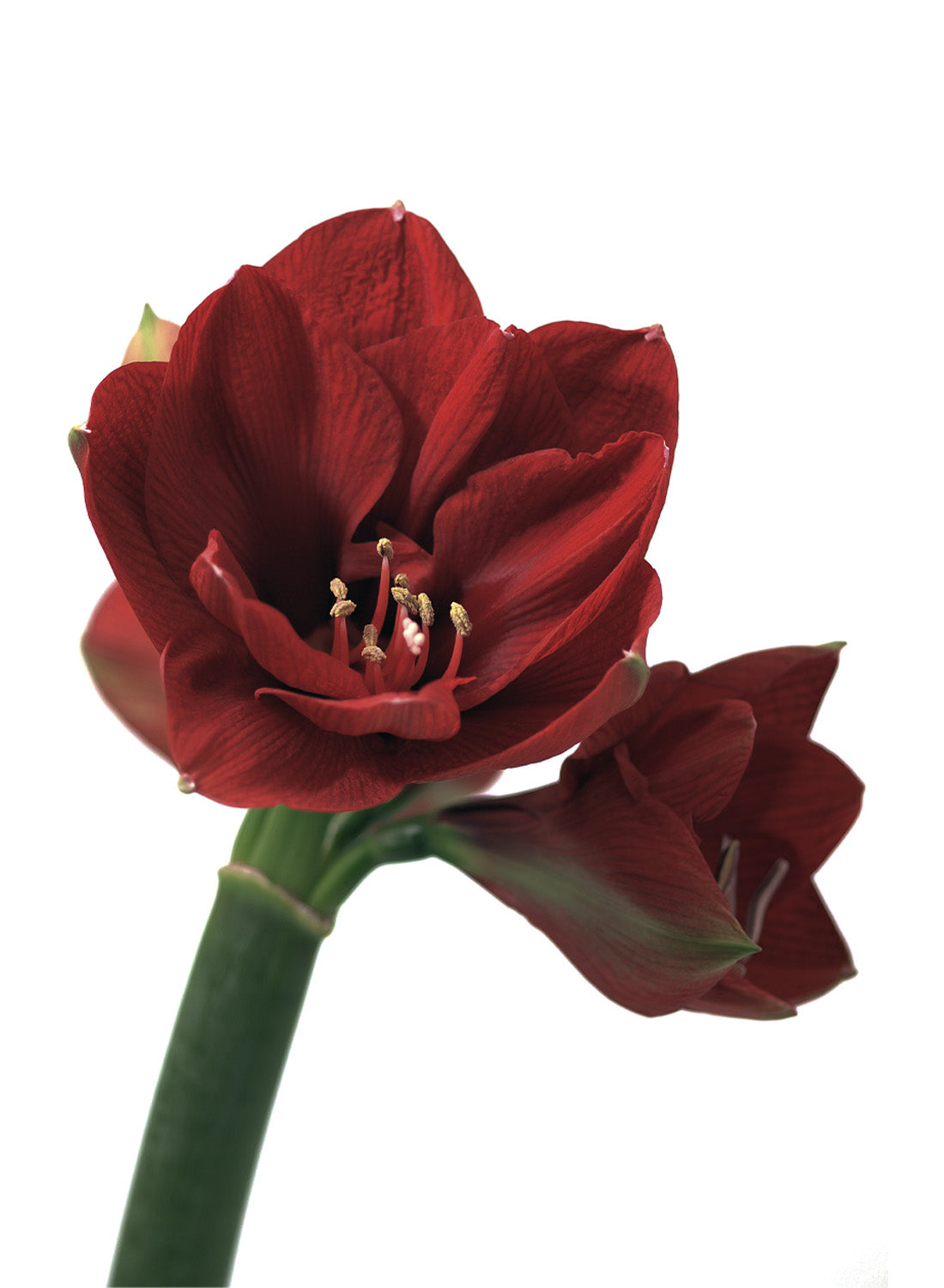 AMARYLLIS PUNAINEN