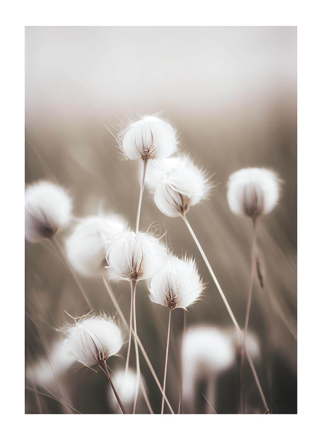AUTUMN FIELD