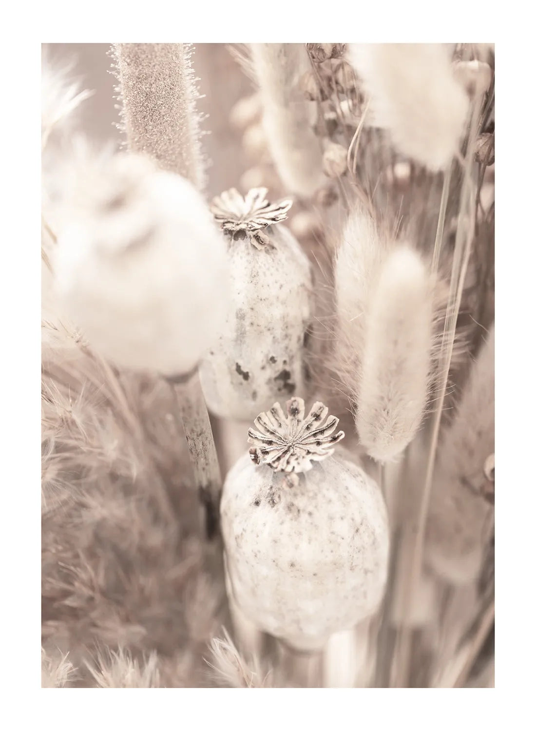 BEIGE DRY FLOWERS