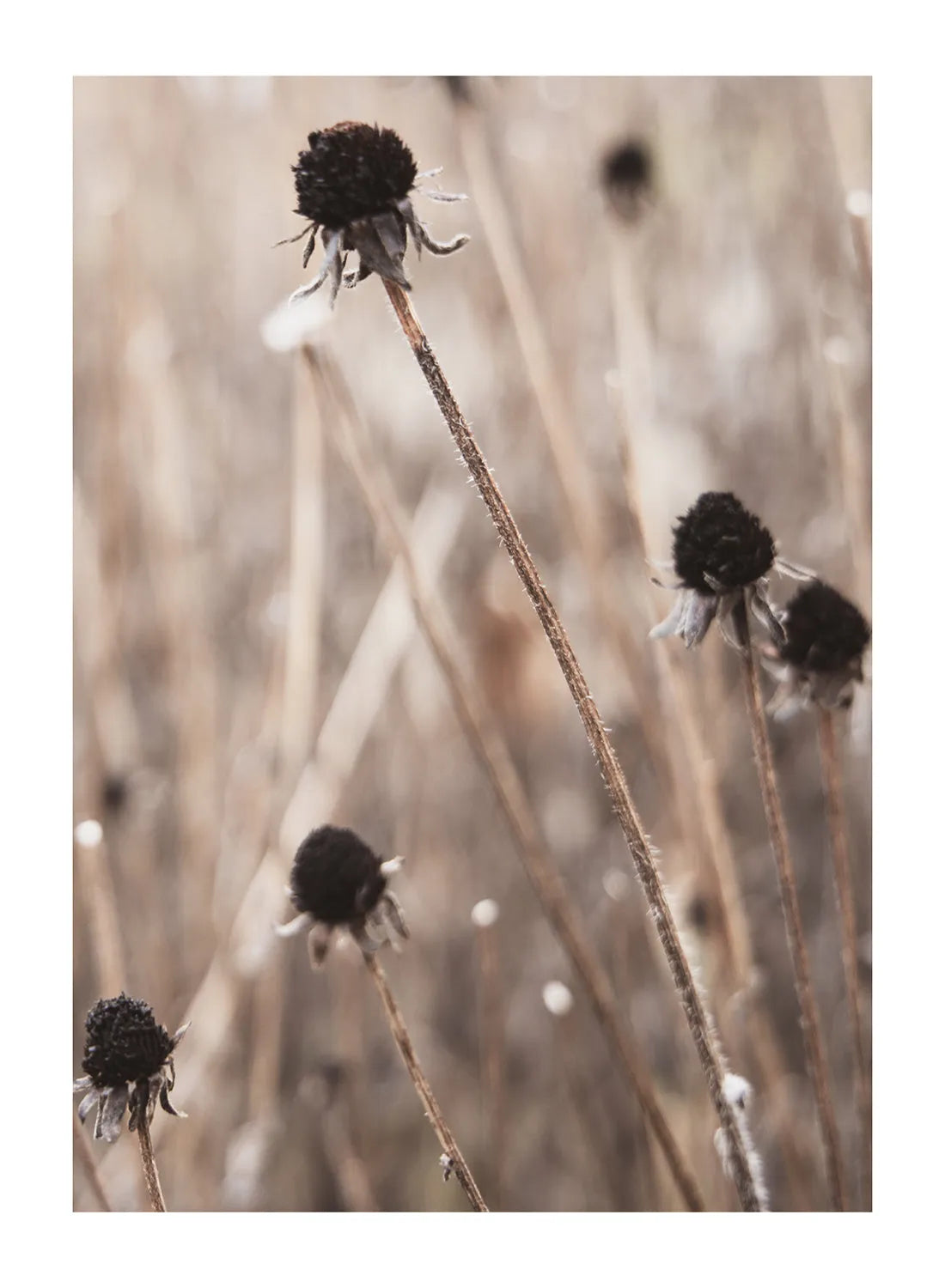 DARK DRY FLOWERS