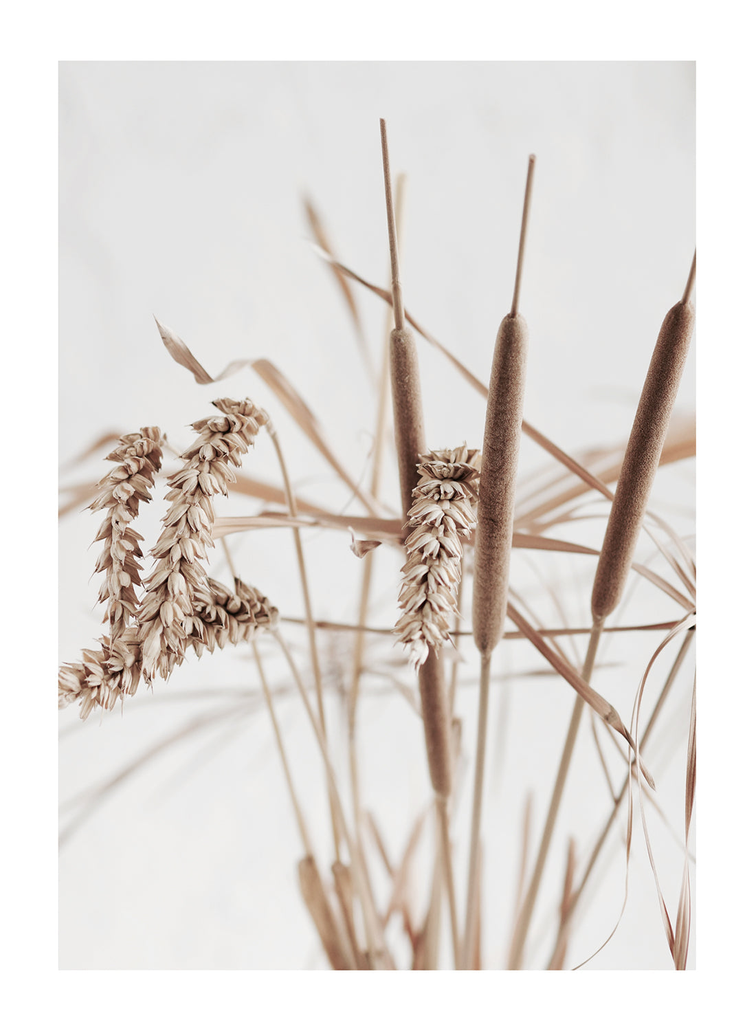 DRY BEIGE PLANT