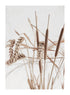 DRY BEIGE PLANT