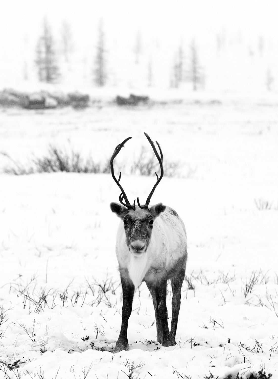 DEER BLACK AND WHITE