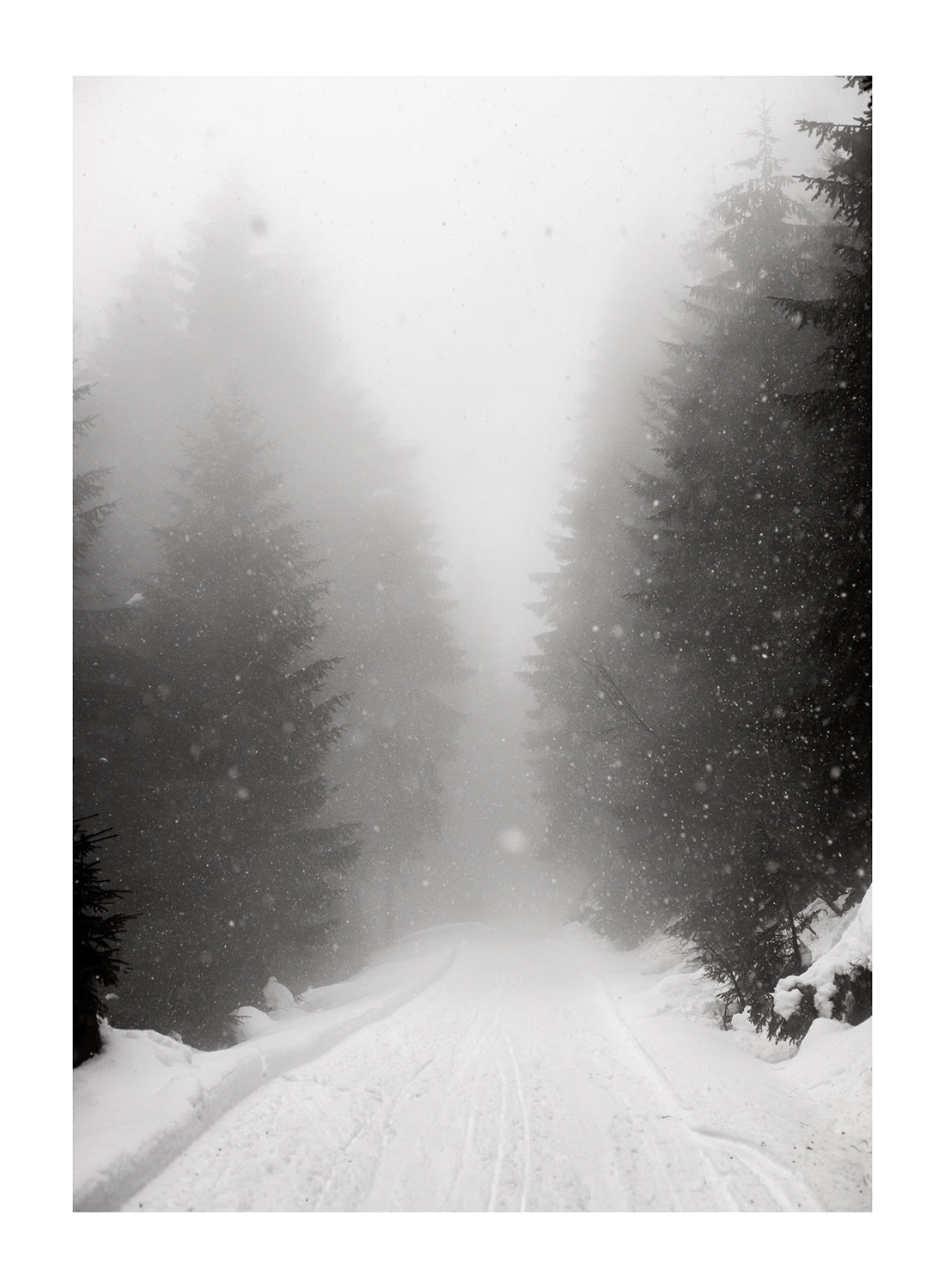 BLACK SNOWY FOREST