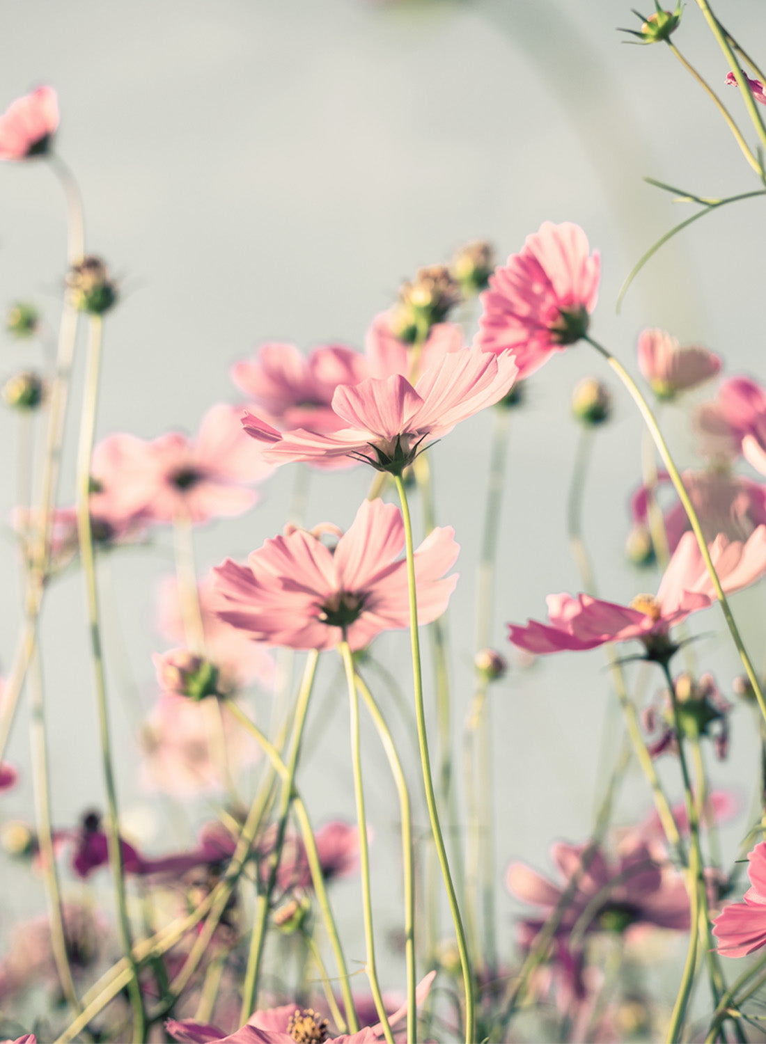 COSMOS DELIGHT FIELD