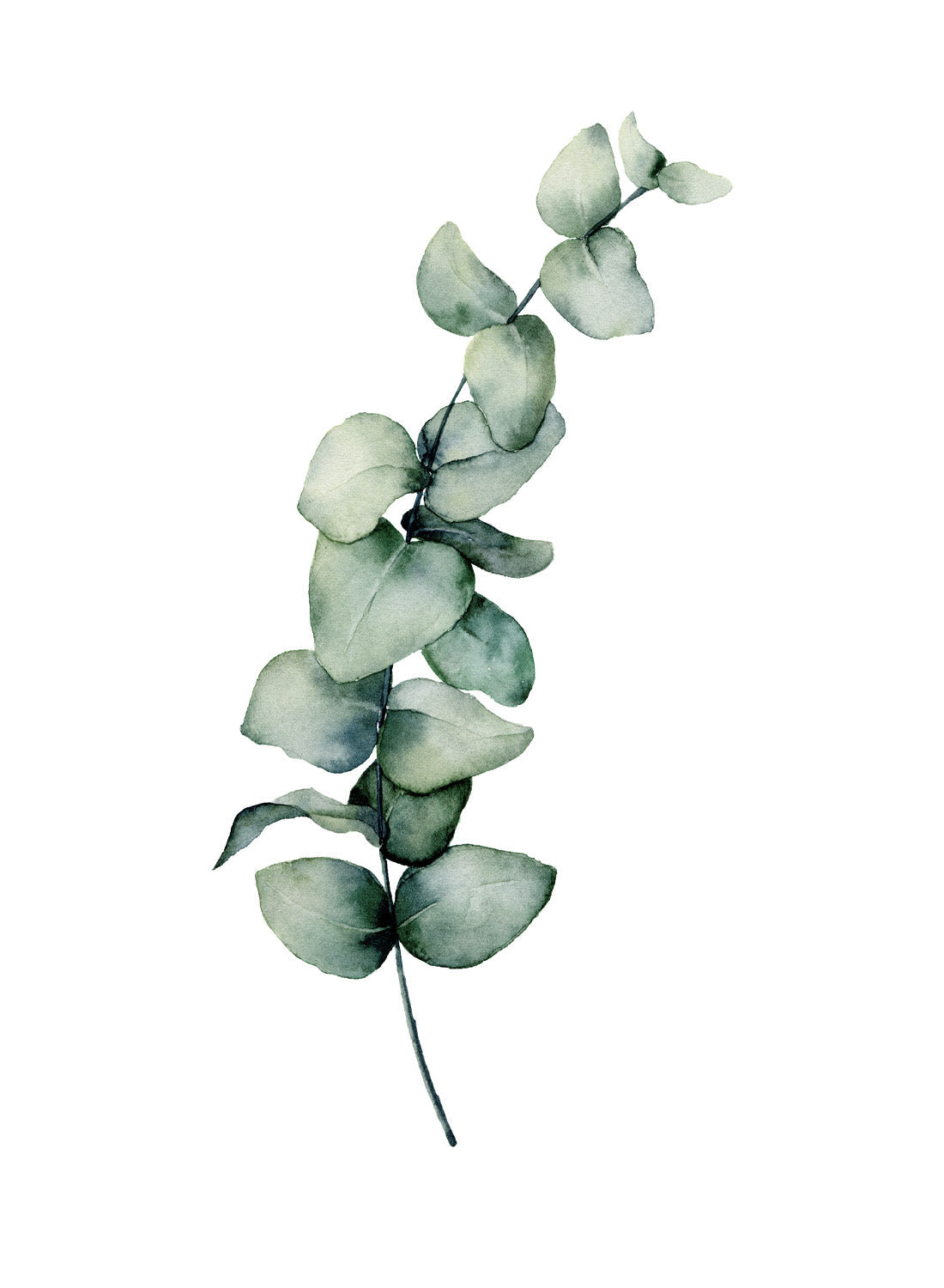 EUCALYPTUS GREEN