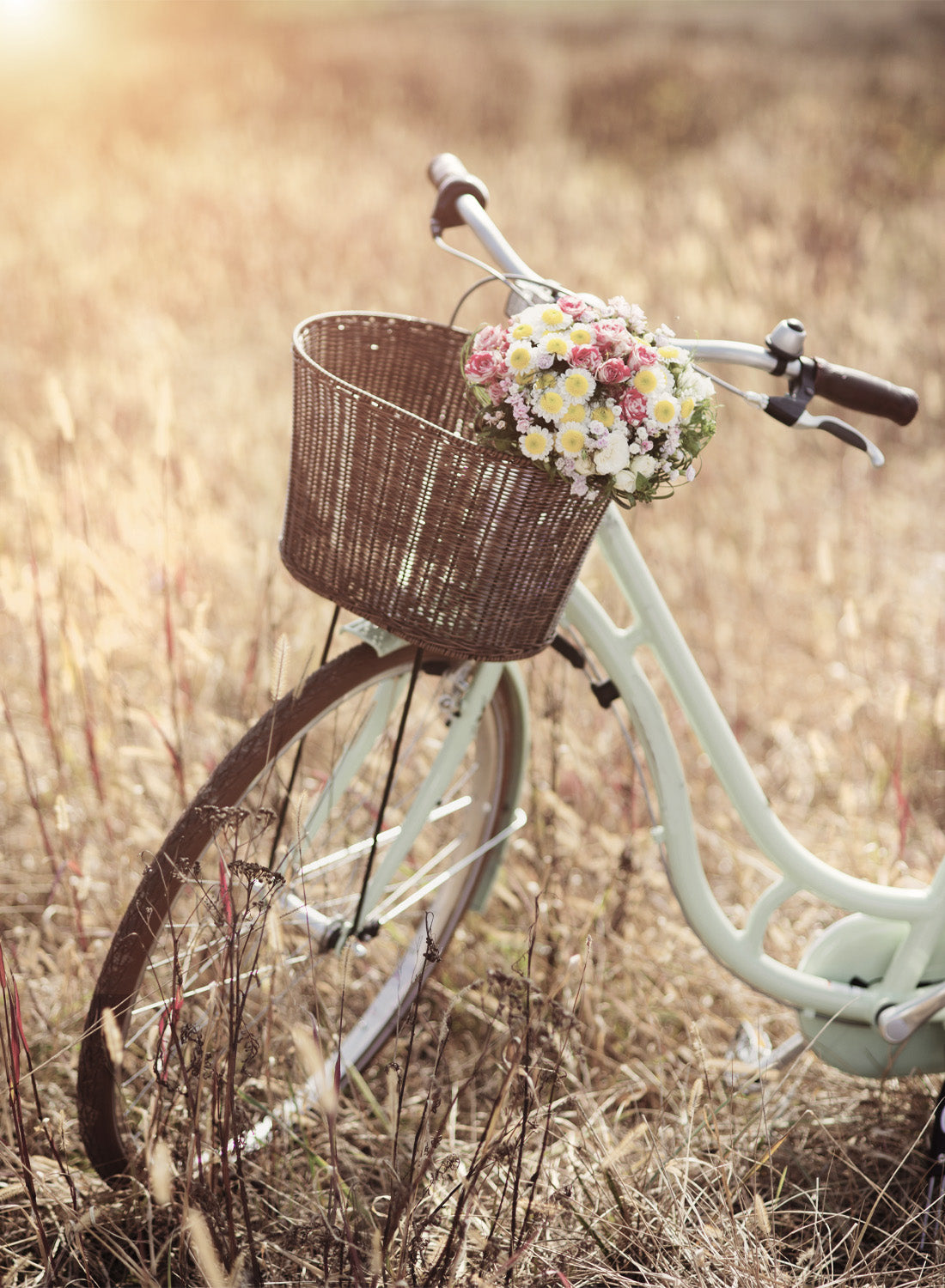 BICYCLE BLOOMS