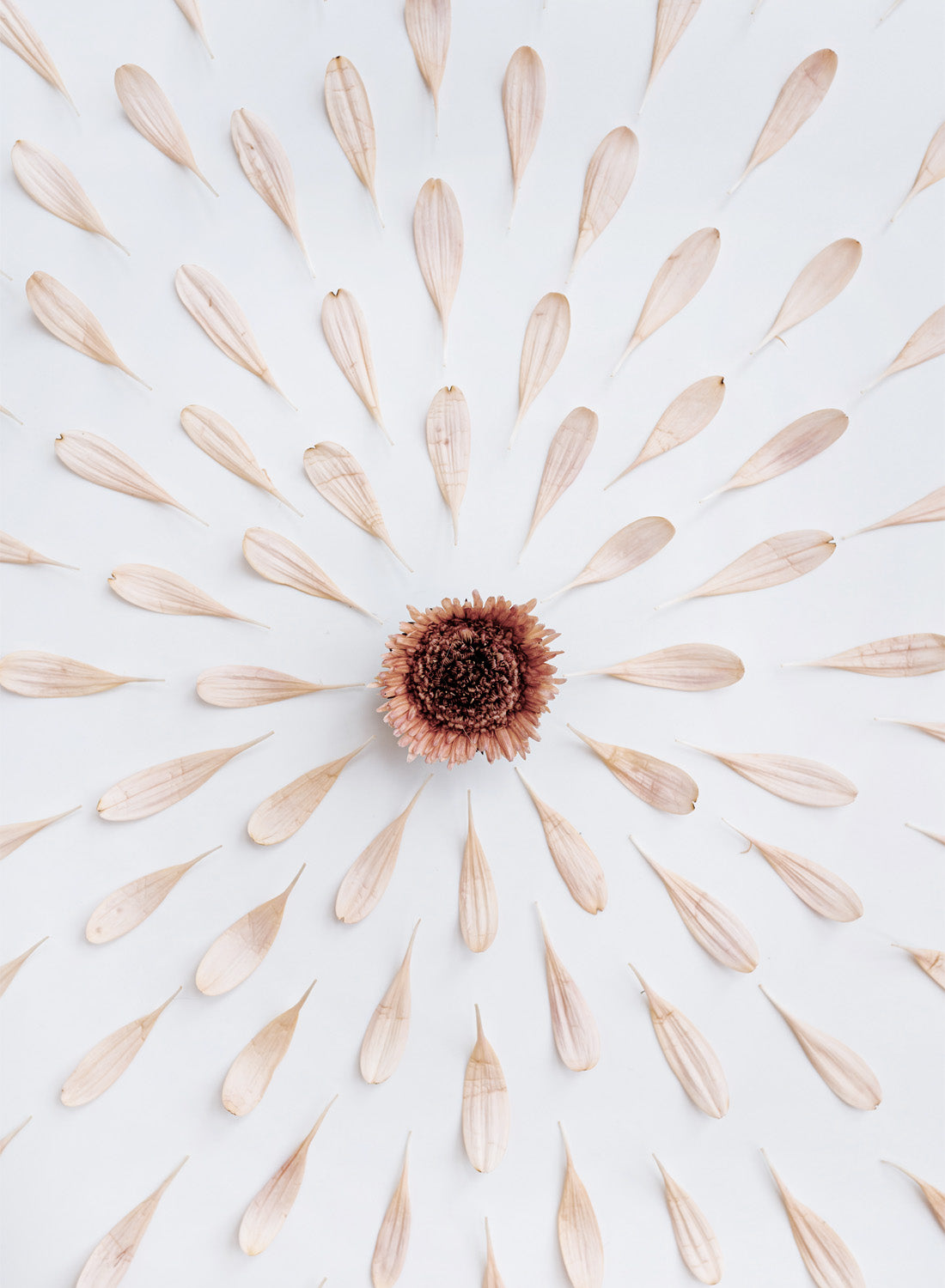 BEIGE PETALS