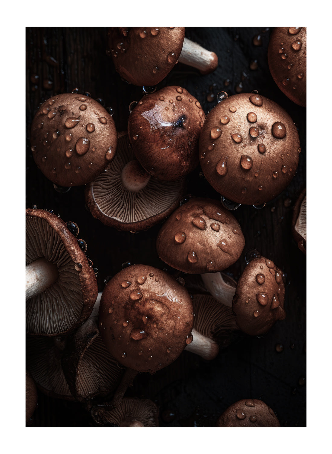 MUSHROOMS