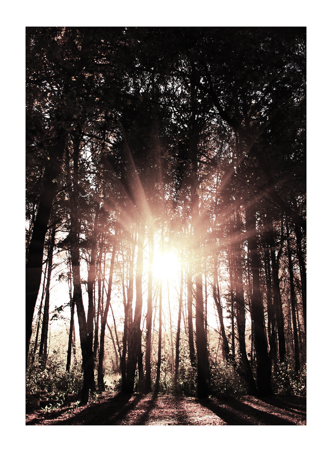 FOREST SUNSET
