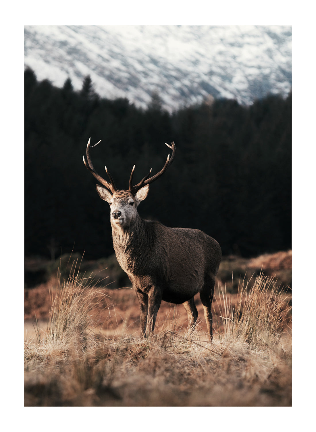 DEER IN NATURE