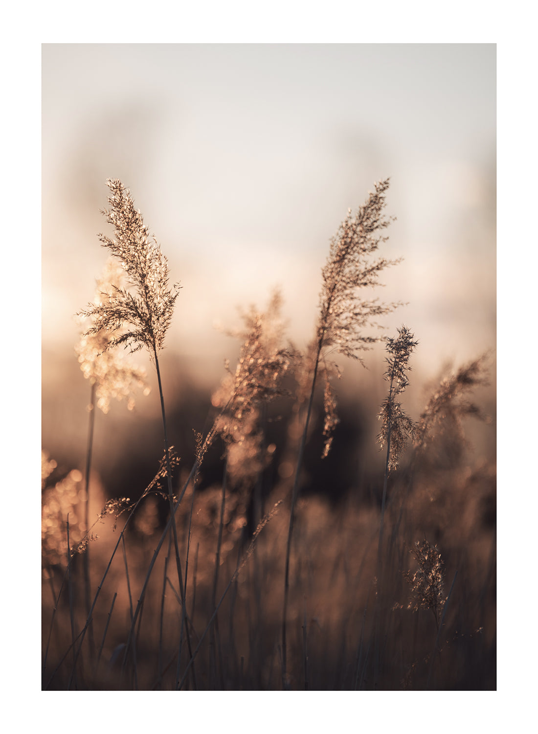 GOLD SUMMER FIELD