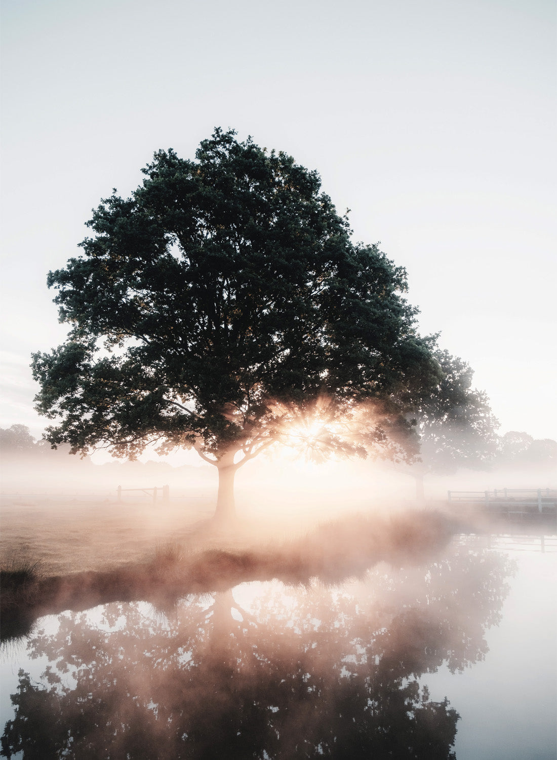 MORNING NATURE