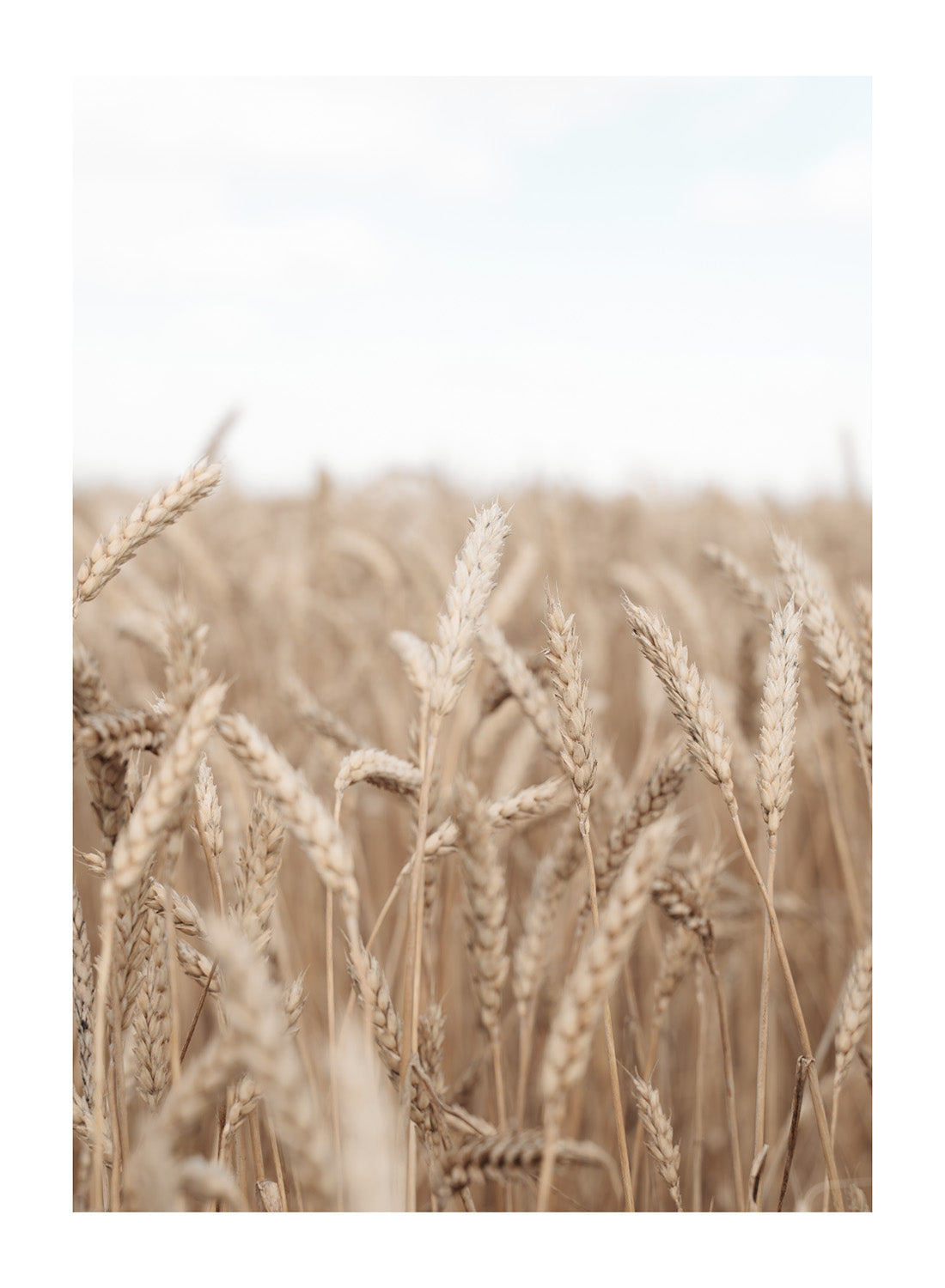 GOLD FIELD