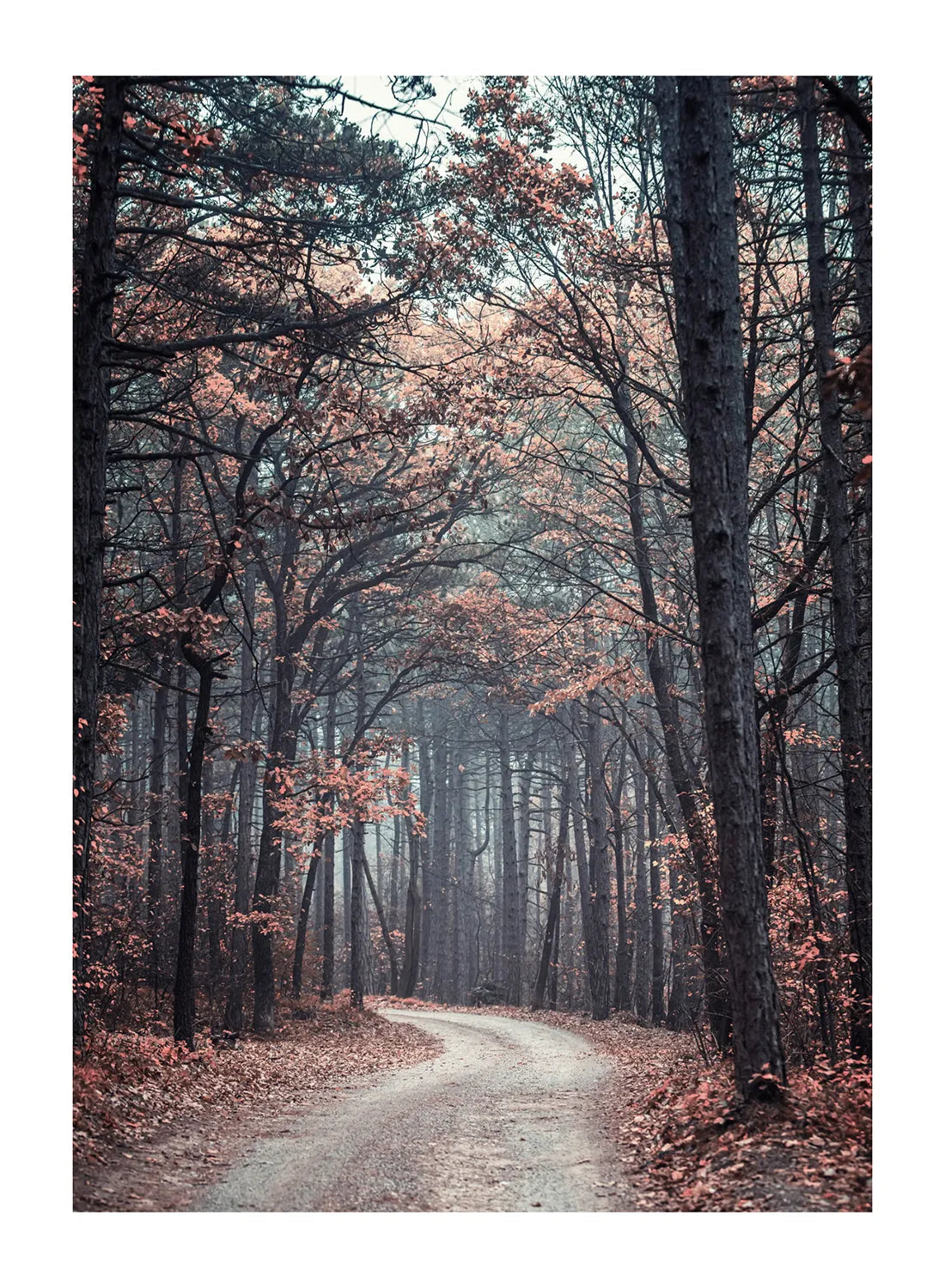 FALL FOREST