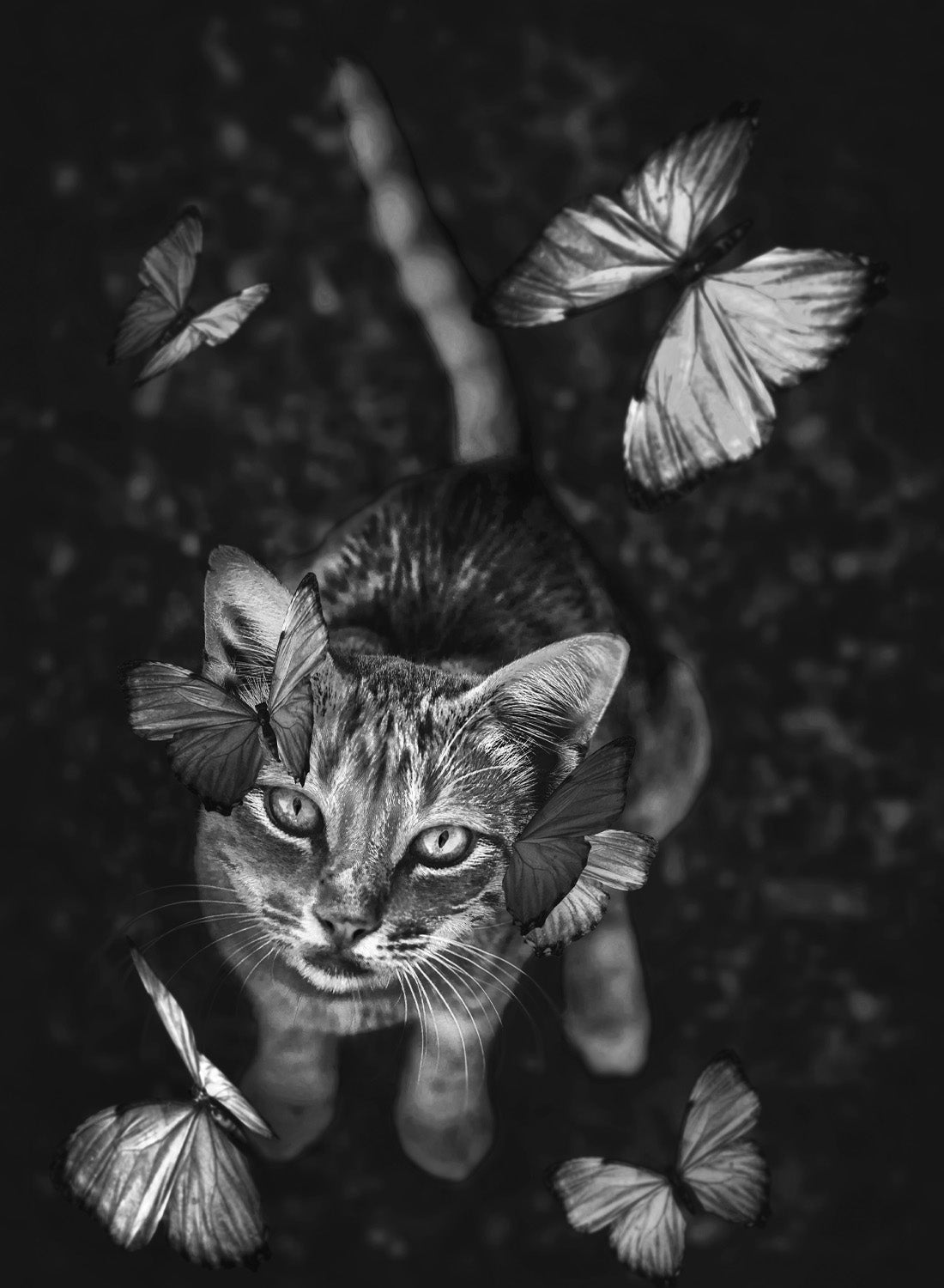 BUTTERFLY AND CAT