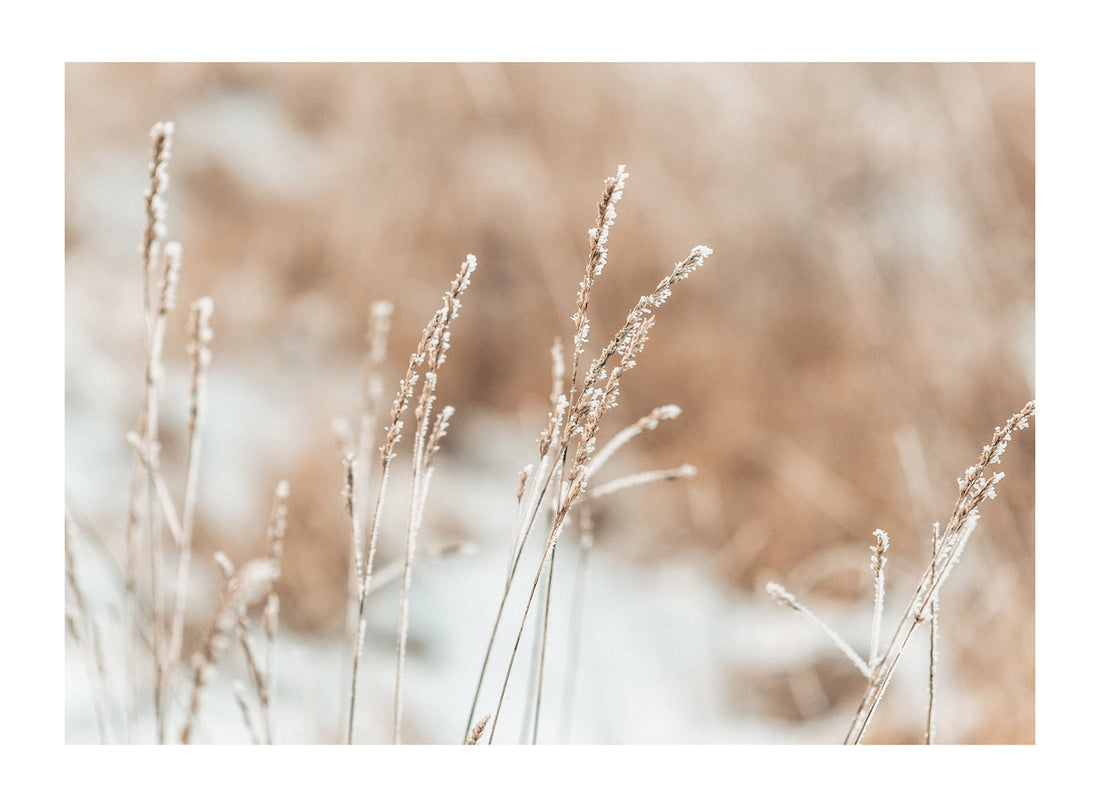 FROZEN GRASS